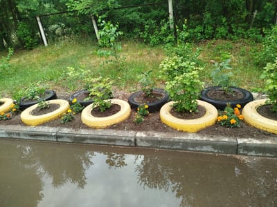 The image depicts a row of repurposed tires serving as planters along a roadside in Kabanbay, Kazakhstan. The tires are filled with soil and contain small green plants, some with yellow flowers. The planters are situated behind a concrete curb, which is adjacent to a puddle of water reflecting the surrounding trees and sky. In the background, a metal fence separates the area from a dense line of trees and foliage. The scene appears to be outdoors, likely after a rainfall. There are no people or animals visible in the image.