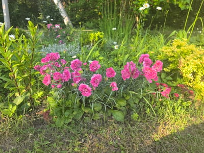 The image shows a close-up view of a flower bed with pink carnations as the primary subject. The carnations are a vibrant pink, with ruffled petals, and they are densely clustered together. They are growing in a garden with lush green foliage and grass. In the background, there are hints of other flowers, including white daisies and some yellow-green foliage. The scene appears to be in a natural outdoor setting, possibly a park or a residential garden. The lighting suggests it is either early morning or late afternoon, with warm sunlight casting shadows on the grass. There are no people or animals visible in the image. The location is identified as Parkachcha, Belarus.