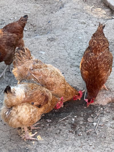 Four brown chickens are pecking at the ground in an outdoor dirt area, which appears to be a farm or rural setting, possibly on the outskirts of Slavyani, Bulgaria. The chickens have varied feather patterns and are actively foraging. One chicken on the right is more prominent, with its head down and beak touching the ground. Two chickens are clustered together in the center, also focused on the ground. A fourth chicken is partially visible in the upper left corner. The ground is a mix of dry dirt and small pebbles, with some scattered debris. The lighting suggests it is daytime.