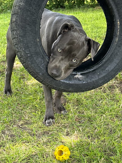 A dark gray dog, possibly a pit bull or similar breed, with light blue eyes is partially obscured by a worn, black tire. The dog's head is resting on the tire, with its muzzle and one eye visible. The dog is standing on a patch of green grass, with some dry leaves and dirt mixed in. A bright yellow, textured ball is lying on the grass in the foreground. The background consists of more green grass and blurred green foliage, suggesting an outdoor setting. The image appears to be taken at ground level. The specific location within Zornitsa, Bulgaria, cannot be determined from the visual information provided.