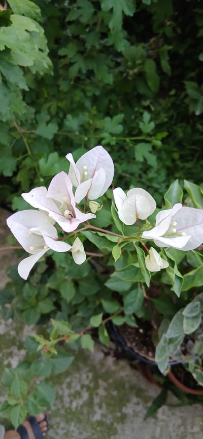 In a garden in Charshanba, Uzbekistan, a close-up shot focuses on a branch of white Bougainvillea flowers against a backdrop of lush green foliage. The delicate white bracts, tinged with pink at the edges and veins, are arranged in clusters, with some fully open and others still in bud. The shallow depth of field blurs the background, emphasizing the intricate details of the flowers, including their pale green stamens. The scene is set outdoors, with a concrete ground visible in the lower portion of the frame, suggesting a patio or garden path. The overall impression is one of natural beauty and tranquility.
