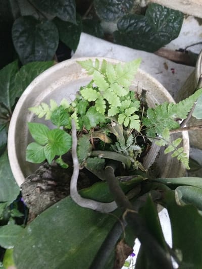 The scene depicts a close-up, top-down view of a potted plant assemblage located in Khe Sanh Commune, Vietnam. A round, light-colored, weathered terracotta or concrete pot occupies the central and upper-left portion of the frame. Inside the pot, several species of green plants are thriving, primarily a cluster of light green ferns with delicate fronds and smaller, darker green broadleaf plants. The soil or growing medium within the pot is visible, intermingled with dark organic matter and a section of gnarled dark wood or bark on the left.
In the foreground, large, dark green, waxy leaves of an orchid or similar plant partially obscure the bottom edge of the pot. A thick, curving, grayish-white aerial root or stem extends from the pot's interior, arching over these foreground leaves. Another dark brown-to-black stem is also visible traversing the foreground leaves. The background consists of out-of-focus darker green foliage, likely from other plants, and a blurred light-colored surface, possibly a white tarp or wall. No people are present, and no active interactions are occurring. The environment suggests an outdoor or semi-outdoor setting with natural lighting.
