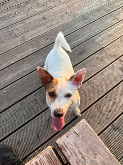 A medium shot shows a Jack Russell Terrier with white fur and brown markings on its head, sitting on a wooden deck. The dog's tongue is sticking out. The dog is facing the camera, and its eyes are looking forward. The deck is made of wooden planks, and it appears to be outdoors. A part of a dark shoe is visible in the lower left corner of the image. A portion of a wooden bench is in the lower right corner. The lighting suggests it is either sunrise or sunset. The image's location in Lysva, Russia is not visually discernible.