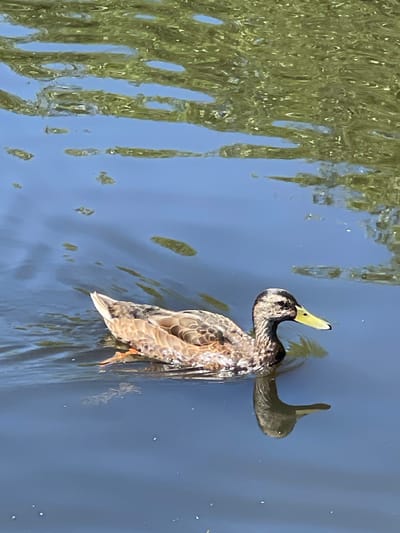 A single duck swims in dark blue water reflecting green foliage and blue sky. The duck, a mottled brown and black, has a yellow beak and is facing right, slightly angled away from the viewer. Its reflection is visible in the water below. The water's surface is disturbed with ripples, and small white specks, possibly water droplets or light reflections, are scattered across it. The top portion of the image shows the distorted reflection of trees or bushes in the water, appearing as streaks of green and brown. The scene is devoid of any human presence. This image was taken in Zelenogradsk, Russia.