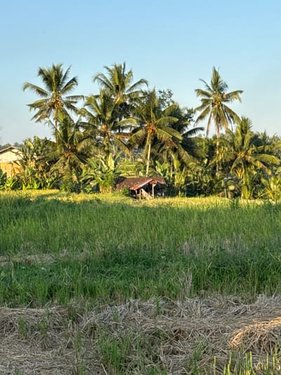 In Payangan, Indonesia, a tropical scene unfolds under a clear blue sky. A lush green field, likely a rice paddy, dominates the foreground, with a strip of dry, straw-like vegetation at the very bottom. Beyond the field, a cluster of tall palm trees, some bearing coconuts, rise above a dense expanse of green foliage, characteristic of tropical vegetation, including banana plants. Nestled within this greenery is a small, rustic hut with a red-tiled roof, appearing to be an open-sided shelter. To the far left, a light-colored building with a slanted roof is partially visible, hinting at human habitation nearby. The lighting suggests it is late afternoon or early morning, with sunlight casting shadows and highlighting the textures of the plants.