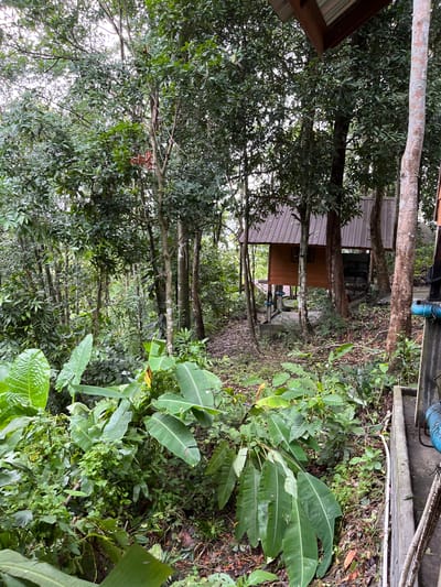 The image depicts a densely vegetated area with a small wooden structure nestled amongst the trees. The structure appears to be a simple, single-story building with a corrugated metal roof and wooden walls. It is situated on a slight incline. In the foreground, large, lush green leaves dominate the scene, suggesting a tropical environment. The ground is covered with leaf litter and soil. To the right of the structure, a concrete trough or channel is visible, containing blue piping. The overall impression is one of a secluded, possibly rustic setting within a natural, verdant landscape. The context of Patong, Thailand, implies a humid, tropical climate.