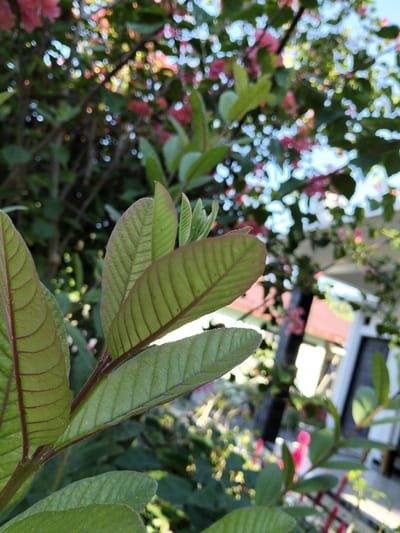 Green leaves with prominent veins form the focal point, their edges tinted with reddish-brown. A dark, tiny object sits atop one of the leaves. Softly blurred pink flowers and greenery create a vibrant, colorful backdrop. A partial view of a white building with a dark door adds depth to the composition. The scene is bathed in natural sunlight, highlighting the texture and color variations of the leaves and flowers.
