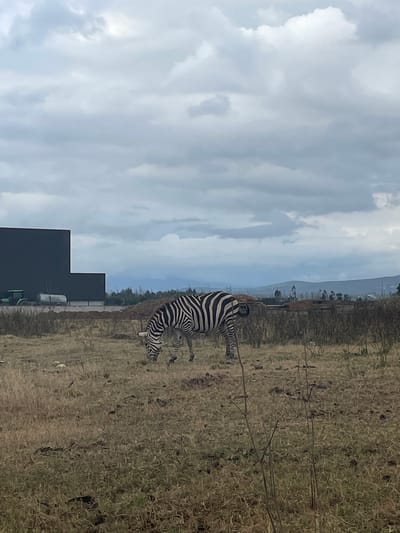 The image shows a zebra in a dry, grassy field with a cloudy sky. The zebra is black and white with stripes. It appears to be bending down to eat grass or drink. In the background, there is a fence and some trees, suggesting an enclosure or park. There are also some dark, rectangular structures in the foreground, possibly buildings or shelters. The overall scene is a bit muted due to the overcast weather, and the time of day is difficult to determine precisely, but it appears to be daytime. The location is identified as Águeda, Portugal.