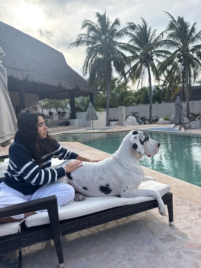 A person in a striped shirt pets a large, spotted dog lounging on a cushioned wicker couch. A pool runs alongside the couch. Palm trees and a building with a thatched roof are visible in the background. The image is taken during the day and is slightly rotated clockwise.