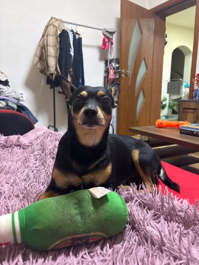 An indoor residential scene in Kuklen, Bulgaria, depicts a black and tan dog lying on a pink, long-pile fluffy blanket. The dog, resembling a Miniature Pinscher, is positioned in the lower mid-frame, looking directly at the viewer with upright ears. In the foreground, a green plush toy shaped like a bottle is partially visible on the blanket. To the left of the dog, a metal clothes rack holds several garments, including a prominent beige and brown plaid shirt and darker clothing items. Below the rack, a pile of clothes rests next to a wall outlet and a red object. To the right, a light brown wooden door with frosted glass panels is ajar, revealing an archway into an adjacent room with light yellow walls. Within this visible portion of the other room, a dark wooden table holds an orange bone-shaped toy and another dark, rectangular object.