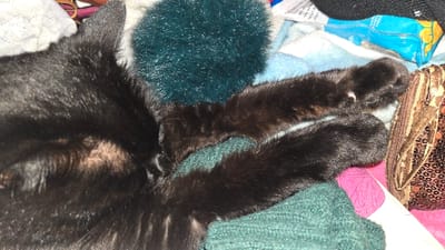 The image displays a black cat resting on a textured, dark green fabric within a domestic setting in Lompoc, United States. The cat's left side, including its head, back, and forelegs, is visible. The fur is primarily black, with light brown undertones evident on the neck and around the visible left ear. Its front paws are extended. Surrounding the cat are various textile items, including a fluffy, dark green pom-pom-like object near its head, and layers of light blue, white, and pink fabrics underneath. To the right, a brown and gold-toned object with a sequined, leopard-print pattern, possibly a bag, is present. In the upper right background, a crumpled blue plastic bag with yellow graphical elements is discernible. No human subjects are visible.
