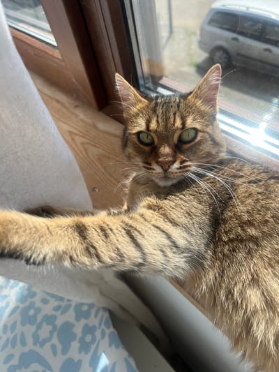 A medium-sized brown tabby cat with green eyes is lying on a white textile, possibly a cushion or blanket. The cat is positioned near a window with a light-colored wood frame. The window reflects the outside environment, including a white vehicle. A blue and white floral patterned textile is visible in the lower right corner of the frame. The location is unconfirmed but potentially Beverwijk, Netherlands.