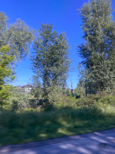 A daytime, outdoor, eye-level, horizontal, medium shot captures a view through trees, with motion blur indicating movement. The scene is of a residential area with a house and vegetation. In the foreground, the blurry outlines of a road surface and grassy areas are visible. Tall, thin trees with green foliage dominate the midground and background, some appearing as vertical streaks due to motion blur. A two-story house with a dark roof and white siding is partially visible behind the trees, suggesting a suburban or rural setting. The sky is a clear, bright blue. The presence of power lines above the vegetation indicates a developed area. The overall impression is a snapshot of a landscape passing by, likely from a vehicle.