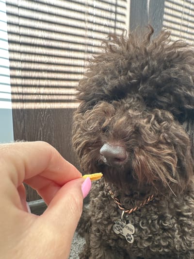 A close-up, eye-level shot shows a person's hand holding a small, orange dog treat between their thumb and index finger, offering it to a dark brown, curly-haired dog. The dog's nose is visible, and it appears to be sniffing the treat. The dog is wearing a copper-colored braided collar with a silver bone-shaped tag that has a paw print and text engraved on it. The background consists of blinds casting striped shadows on a wooden surface, suggesting an indoor setting. The image appears to be taken in a residential area of Sayanogorsk, Russia.