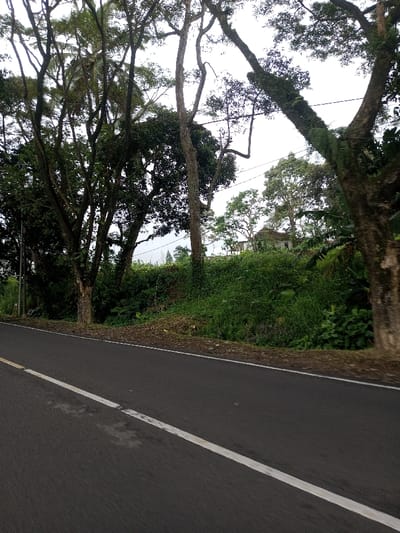 The image presents a roadside scene in Kodarapalli, India, under an overcast sky. A dark asphalt road occupies the lower portion of the frame, featuring a continuous white line along its right edge and a faded, broken white line further to the left. Immediately to the right of the road, an elevated embankment rises, densely covered with green grass and various plants. Multiple large trees with substantial trunks and dark green foliage are situated along this embankment and extend into the background. One prominent tree on the far right displays significant moss or fern growth on its main branches. In the mid-ground, a light-colored building with a dark roof is partially visible, nestled within the dense vegetation on the higher terrain. Faint utility wires are discernible through the tree canopy on the left side of the frame. No individuals, animals, or specific actions are observed.