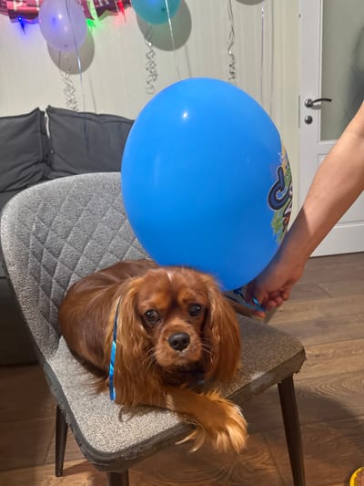 The image depicts a Cavalier King Charles Spaniel resting on a grey upholstered chair. A large blue balloon, held by a person's arm, is positioned in front of the dog. The background shows a room decorated with balloons and streamers, suggestive of a celebration. The flooring appears to be wood laminate. The location is identified as Sapronovo, Russia.