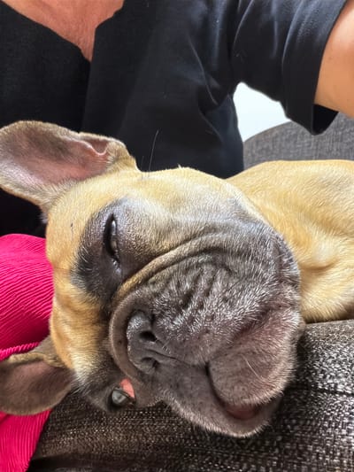 A close-up, overhead shot shows a fawn-colored French bulldog lying on its side on a textured gray sofa. The dog's head is tilted towards the viewer, with one eye partially open and a glimpse of its pink tongue visible. A bright pink textured pillow is positioned behind the dog's head, partially obscured by its ears. In the background, a person wearing a black t-shirt is partially visible, with their arm resting on the sofa. The scene appears to be indoors, possibly in a home environment in Baloži, Latvia.