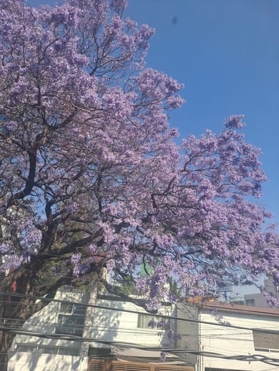 The photograph captures a jacaranda tree in full bloom against a clear blue sky, typical of Naucalpan de Juárez, Mexico. The tree's branches are covered in vibrant purple flowers. In the background, a white building with windows and a balcony is partially visible, with power lines running in front. No people are visible in the image. The setting suggests an urban environment.