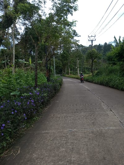 This image displays a paved, two-lane road in Ariyalai, Sri Lanka, curving gently to the left and receding into the distance. The road surface is concrete or asphalt, exhibiting visible cracks and expansion joints. Lush green vegetation and numerous trees line both sides of the road, forming a dense canopy in areas. On the immediate left, a thick growth of dark green plants featuring multiple small purple flowers parallels the roadside. A utility pole with multiple overhead power lines is present on the right side of the frame. One individual, wearing a light helmet and dark attire, is actively riding a red scooter towards the viewer on the right lane. A second person on a scooter is partially visible further down the road, moving away from the camera. The background consists of densely forested hills beneath an overcast sky.