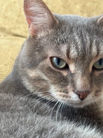 A close-up, eye-level shot focuses on the head and upper chest of a grey tabby cat. The cat's fur is a mix of grey, white, and black stripes. Its ears are pointed upwards and its large, piercing green eyes are looking slightly downwards and to the left. The background is a blurred, textured surface in a yellowish hue.