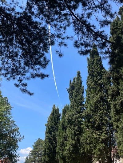 The image shows a view looking upwards through trees towards a blue sky in Sungurlare, Bulgaria. A white contrail cuts across the sky. The trees on the left are dark silhouettes with visible pine needles. The trees on the right are full and green. Other trees are visible in the bottom corners of the image.
