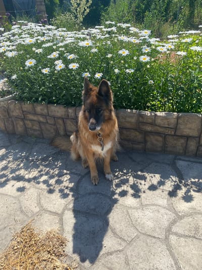 A medium-sized, long-haired dog with brown and black fur sits on a paved patio in front of a flowerbed filled with white daisies. The dog is facing forward with its head slightly tilted. The flowerbed is bordered by a low, textured stone wall. The patio is made of irregular-shaped gray stones. Shadows of leaves and possibly flowers are cast on the patio. In the background, there is dense green foliage. The scene appears to be outdoors on a sunny day. There are no visible people. The location is in Vasylky, Ukraine.