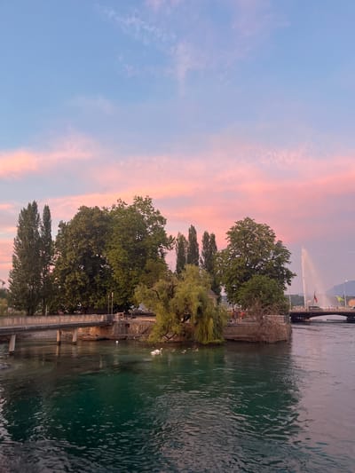 The image captures a serene scene on the Geneva waterfront during sunset. The sky is painted with soft hues of pink and blue, indicating either sunrise or sunset. A large water jet, a prominent landmark, erupts from the lake in the background. Several boats are visible on the water, and a bridge stretches across the lake. Lush green trees line the waterfront, casting reflections on the calm, green water. A paved walkway runs alongside the water, and there are people visible enjoying the evening. The overall atmosphere is peaceful and tranquil. The image also features two white swans swimming in the water.
