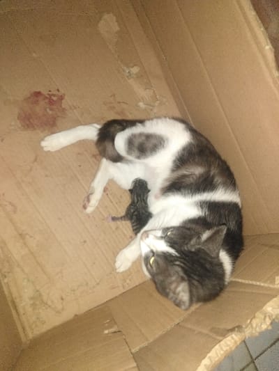 A domestic cat, predominantly white with dark grey and black patches, is lying on its left side within a corrugated brown cardboard box. A newborn, dark grey tabby kitten is positioned near the mother cat's ventral abdomen, appearing to nurse or rest. The mother cat's head is oriented towards the right, with its eyes open. A reddish-brown stain, approximately 10 cm in diameter, consistent with blood or biological fluid, is visible on the cardboard surface to the upper left of the mother cat's posterior. The cardboard box shows minor creasing and discoloration. The scene is located in Yellowknife, Canada.