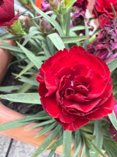 The image shows a close-up of a red carnation flower in a terracotta pot. The flower is vibrant red with ruffled petals and is the main subject of the photograph. Green leaves surround the flower, and other flowers, some appearing wilted and purple, are visible in the background. The pot rests on a wooden surface, possibly a deck or patio. The scene appears to be outdoors, given the natural light and the presence of plants. The location is specified as Strzyżowice, Poland. There are no people or discernable actions in the image; it is a still life of a flower.