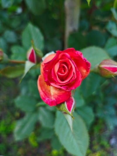 This media file features a close-up, top-down view of a single, vibrant rose in full bloom. The rose is a mix of deep red and orange hues, with its petals unfurling in a spiral pattern. Several rose buds, still closed but showing hints of red, are scattered around the central bloom, along with the characteristic green leaves of the rose bush. The background is a soft, blurred expanse of green foliage, suggesting an outdoor garden setting. The lighting appears natural, possibly indicating daytime, and the overall impression is one of natural beauty and growth. There is no visible text in the image. The provided location context is Krasnadvorski Sel'ski Savet, Belarus.