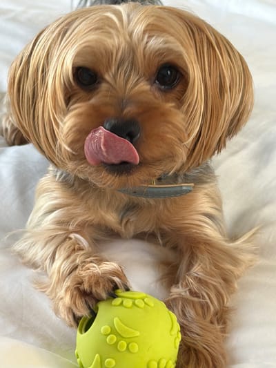 This is a close-up, overhead shot of a small, long-haired dog, likely a Yorkshire Terrier, lying down on a white surface. The dog's fur is a mix of blonde and light brown. Its eyes are dark and appear to be looking towards the camera. The dog's tongue is sticking out, appearing pink and slightly textured. A portion of a light blue collar is visible around its neck. To the right of the dog, a bright yellow-green dog toy with circular protrusions is partially visible, with the dog's paw touching it. The lighting suggests it is daytime, possibly indoors given the soft, diffused light. The overall impression is of a relaxed pet, possibly playing or resting with its toy. There is no visible text in the image. The location context provided is Thep Krasatti, Thailand.