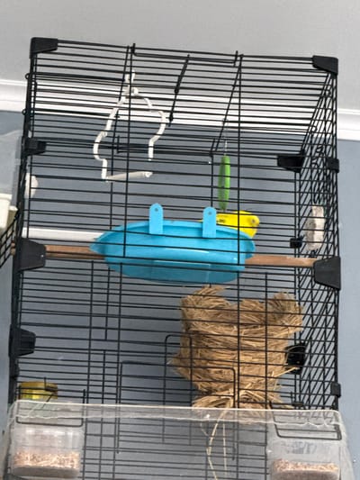 This media file features a close-up view of a black metal bird cage. Inside the cage, there are several objects and subjects. A bright yellow bird is perched on a green perch, and a blue plastic feeding dish is hanging from the cage bars. A bundle of straw or hay, possibly a nesting material or toy, is also visible. Another yellow object, possibly a treat or a second bird, is located near the bottom right of the cage. The background is a plain gray wall, suggesting an indoor setting. The lighting appears to be artificial, and there are no strong shadows. The image is focused on the contents of the cage, with the background slightly blurred. No text is visible in the image.
