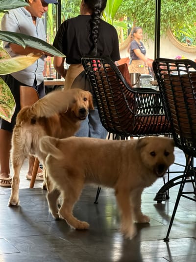 Two Golden Retrievers are the primary subjects, one standing on its hind legs and facing away, the other standing on all fours and looking at the camera. They are positioned beneath a black wicker chair. To the left, partially obscured by foliage, sits a person wearing a blue cap and a light blue shirt. Another individual, dressed in a black shirt, is also visible. A mirrored reflection shows a person in a gray shirt and tan pants. The location is Ubud, Indonesia.