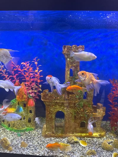The image shows an indoor aquarium filled with blue water. Several fish, including goldfish and angelfish, are swimming in the aquarium. The aquarium also contains decorative elements such as a castle and artificial plants. The substrate at the bottom of the aquarium is composed of small pebbles and shells. The scene appears to be a typical home aquarium setup. There is no indication of a specific location in the city of Shofirkon, Uzbekistan.