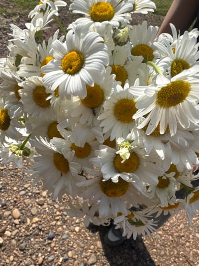 A close-up, over-the-shoulder view captures a bouquet of daisies being held by an unseen individual in Pozdyshki, Russia. The daisies, with their white petals and bright yellow centers, are the primary subject, densely packed and filling the frame. Some of the flowers appear slightly wilted. A small, dark insect is visible on one of the petals. The background consists of dry, pebbly ground, suggesting an outdoor setting. A dark shoe and a shadow are also visible in the lower right portion of the image.