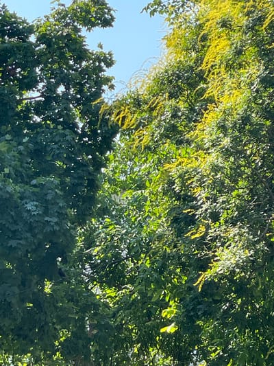This is a close-up, eye-level shot of lush green trees under a bright sky. The image is dominated by the dense foliage of two trees, one on the left with broad, dark green leaves, and another on the right adorned with clusters of small yellow flowers. Sunlight filters through the leaves, creating highlights and shadows, giving the scene a textured appearance. In the background, a clear blue sky is visible. There is no indication of any specific urban environment or location within Cahul, Moldova; the scene appears to be a natural setting. There are no people, animals, or man-made objects prominently featured, although a thin dark line, possibly a wire, is visible horizontally across the lower middle of the image.
