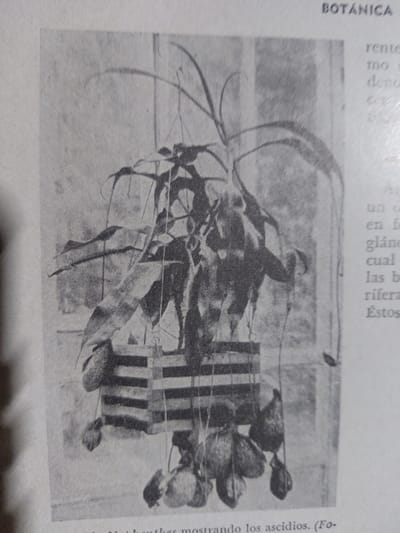 This is a black and white photograph of a pitcher plant hanging in a wooden planter. The plant has long, trailing leaves and several pitchers, which are the modified leaves that trap insects. The planter is suspended by strings and is positioned in front of a window, with a cityscape visible in the background. The text above the image reads "BOTÁNICA," indicating that the image is related to botany. The text below the image is partially visible and appears to be a caption in Spanish, mentioning "mostrando los ascidios," which translates to "showing the ascidia" (pitchers). There are no people or animals visible in the image. The environment appears to be indoors, likely a greenhouse or a home with a large window. The photograph does not provide any information about the city of Tacarigua, Venezuela.