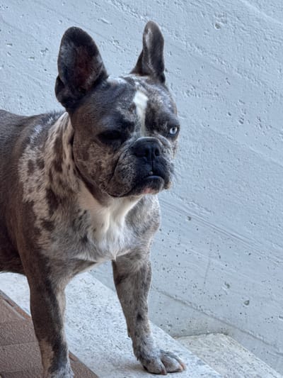 This media file is a close-up, low-angle shot of a brindle French Bulldog. The dog is positioned against a textured, light-colored wall. Its head is tilted, with one ear flopped forward and the other slightly back, revealing its expressive blue eyes. The dog's muzzle is wrinkled, and its dark nose is prominent. Its brindled coat displays a mix of grey, black, and white markings.

The dog appears to be resting or playing, with one paw extended and resting on a surface that appears to be a step or ledge. The other paw is also visible. The texture of the wall suggests an outdoor setting, possibly a patio or a garden area. The lighting suggests it could be daytime, with diffused light. The dog's gaze is directed upwards and slightly to the left, giving it a curious or playful expression. There is no visible text in the image. The overall impression is one of casual intimacy and the playful nature of a pet. Given the location context of San Benedetto del Tronto, Italy, this could be a dog enjoying a sunny day in its Italian home.