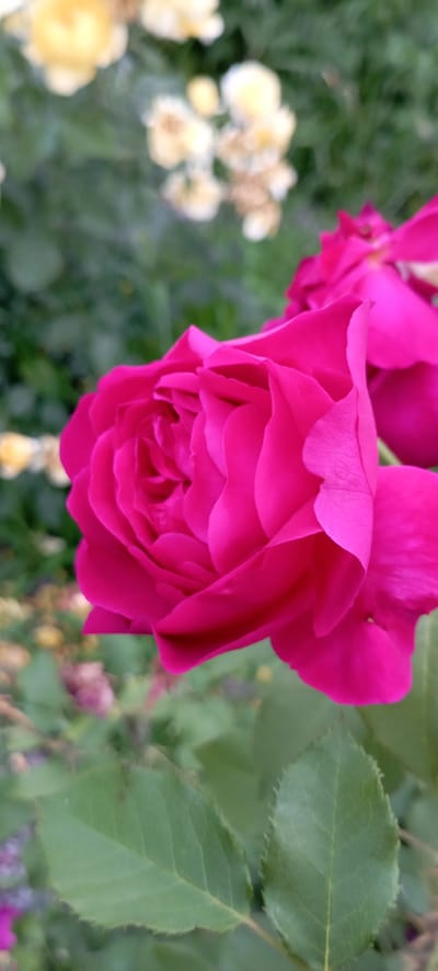 A vibrant pink rose is in full bloom, its petals tightly furled in the center and unfurling outwards, creating a layered, almost velvety texture. The rose is the clear subject, positioned in the foreground and occupying a significant portion of the frame. Its deep fuchsia hue stands out against the softly blurred background.

The background depicts a garden scene, with other flowers, some appearing to be small, pale yellow blooms, and lush green foliage. The out-of-focus nature of the background suggests a shallow depth of field, emphasizing the sharp detail of the main rose. The leaves visible are green, with slightly serrated edges, characteristic of rose leaves. There are hints of other pink flowers and potentially some dried or fading blooms scattered further back.

The lighting appears to be natural, suggesting it is daytime. The overall mood is serene and natural, highlighting the beauty of the flower. There are no people visible, and no text is present in the image. The setting is clearly an outdoor garden, likely in a place with a climate suitable for rose cultivation, such as Radisne, Ukraine. The image captures a close-up view of nature's beauty, focusing on the intricate details and rich color of the rose.