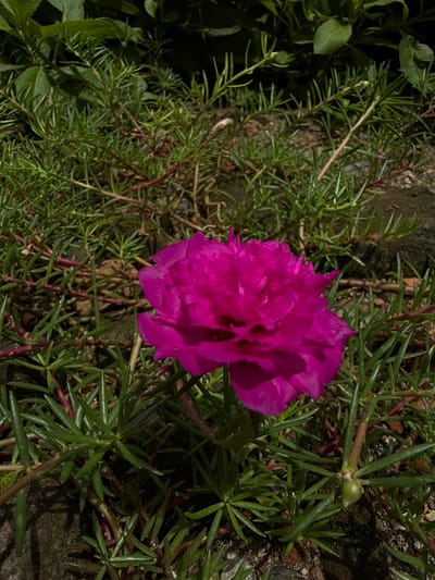 A close-up, overhead shot captures a vibrant, deep pink flower, likely a Portulaca, in full bloom. The flower's ruffled petals are densely packed, creating a rich, textured surface. It is nestled among a dense carpet of green, needle-like foliage and thin, reddish stems. The ground beneath is a mix of soil and small stones, with patches of moss visible. The lighting suggests it is daytime, with sunlight casting shadows on the leaves and flower. The scene is likely an outdoor garden or natural setting within Palohlada, Indonesia, given the lush vegetation and the presence of common flowering plants. No people or actions are depicted.