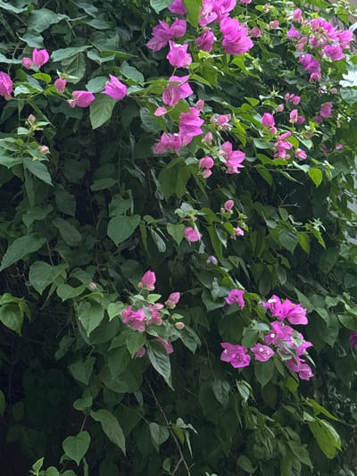 This is a close-up, eye-level, medium shot of a dense wall of bougainvillea in Athens, Greece. The scene is dominated by lush, dark green foliage, interspersed with clusters of vibrant, fuchsia-pink bracts, which are often mistaken for flowers. The actual flowers are small and white, visible in the center of some of the bracts. The bougainvillea vines are intertwined, creating a thick, textured surface that fills the frame. Some of the bracts are slightly wilted or in bud, indicating a period of blooming. The lighting suggests it is daytime, possibly late afternoon or early morning, with soft, diffused light that creates subtle shadows among the leaves and bracts, giving the scene a somewhat subdued but still colorful appearance. There is no discernible text in the image. The overall impression is one of natural beauty and the vibrant flora characteristic of the Mediterranean climate.