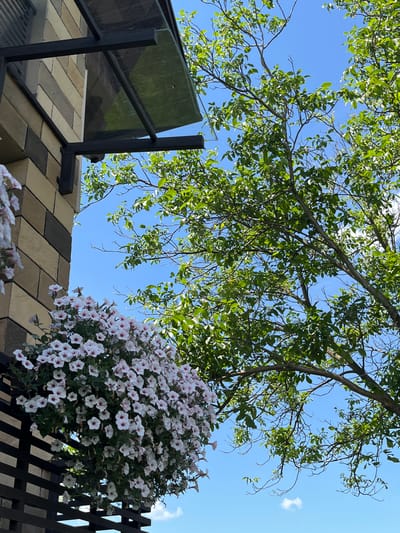 The image depicts an outdoor scene, likely a garden or patio area, under a clear blue sky. Lush green tree branches with abundant leaves fill the upper portion of the frame, creating a canopy effect. Below the trees, a large, overflowing hanging basket filled with numerous white petunias with deep pink centers is prominently featured on the right. The flowers are in full bloom, creating a dense, cascading display.

In the lower left and center of the image, a section of a building or structure is visible. It appears to be a roof or deck made of rectangular bricks laid in a patterned arrangement of beige, grey, and a darker, possibly brownish-grey hue. A black metal railing with a vertical support is also present, bordering the bricked area and extending towards the right. A dark, tinted glass panel is partially visible, attached to the railing system.

The lighting suggests it is daytime, with sunlight filtering through the leaves and illuminating the scene. The presence of the blue sky and a few wispy white clouds indicates fair weather. The overall impression is one of a well-maintained outdoor space, possibly a balcony or terrace, adorned with vibrant flowers and greenery. There is no visible text in the image.