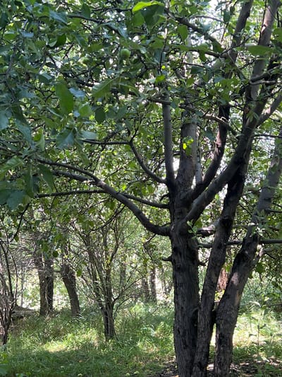 The image depicts a dense orchard with mature trees, likely apple trees, as indicated by several small green fruits visible among the foliage. The trees are characterized by thick, gnarled trunks and a complex network of branches heavily laden with green leaves. Sunlight filters through the canopy, creating dappled patterns on the overgrown grassy ground below. The scene appears to be an outdoor environment, possibly a garden or a rural area. There are no people or animals visible in the image. The overall impression is one of a slightly wild, overgrown, and natural setting. The specific location within the city of Баяндай, Kazakhstan cannot be determined from the visual information provided.