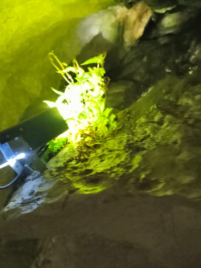 This image shows a close-up view of a rock formation, possibly within a cave or grotto, illuminated by a bright, artificial green light. A cluster of green fern-like plants is growing from the rock face, directly lit by the source. In the foreground, on the left side of the image, a dark-colored spotlight or lamp is visible, angled towards the plants and rock. The rock surfaces are textured and appear damp in places. The environment is dark, with the artificial light creating strong contrasts and casting shadows. The scene is located in Hayingen, Germany, specifically within the Buchenhöhle (Beech Cave).