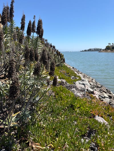 This is a landscape photograph taken outdoors on a sunny day. The image depicts a rocky shoreline next to a body of calm, blue water. The shoreline is lined with lush green vegetation, including succulents and flowering plants with tall, dark flower spikes. In the distance, across the water, is a treelined horizon with buildings and what appear to be palm trees, suggesting a coastal or bayside urban environment. The sky is clear and a vibrant blue, indicating fair weather and likely mid-day to late afternoon lighting, given the bright sun and distinct shadows. The overall scene evokes a peaceful, natural setting within a developed area. No people, text, or specific events are visible.
