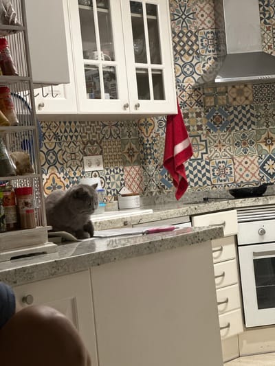 The image depicts an indoor scene, likely a kitchen in Alicante, Spain, given the context. The setting is characterized by a vibrant, patterned tiled backsplash that covers the wall behind a white kitchen cabinet and countertop. A stainless steel range hood is visible above the cabinets.

The primary subject is a fluffy, grey cat, which is positioned on top of a white cabinet, peering into an open drawer. The cat appears alert and is looking upwards and to the right. Its fur is dense and its eyes are not clearly visible.

Other objects in the scene include kitchen cabinetry, a granite countertop, and a red folded cloth lying on the tiled backsplash. Inside a glass-fronted cabinet, some items are visible, including what appears to be a white mug and framed pictures. In the foreground, a metal wire rack holds various food items, including cylindrical pasta containers and jars with visible labels. One label clearly shows the word "PIMENTÓN" indicating a spice product. Another label has Spanish text that appears to be "PISTACHOS" (pistachios).

The lighting suggests it might be daytime, as there is no strong artificial light source visible, and the scene appears naturally illuminated. The overall mood is domestic and casual, focusing on the presence of the cat within the kitchen environment. The image's orientation is slightly tilted, with the subjects appearing mostly upright relative to the viewer.