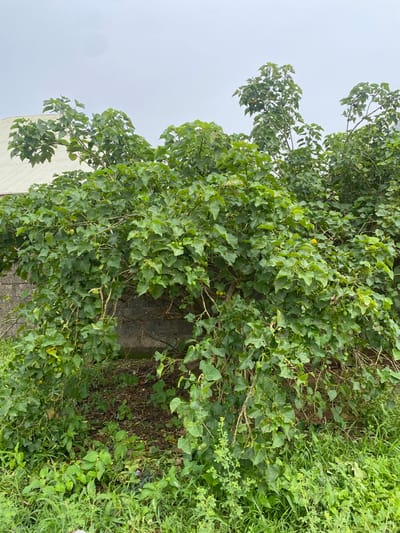 The media file displays a close-up view of dense green foliage, primarily leaves and vines, against a muted, overcast sky. The plants appear to be growing on and around a textured, possibly concrete or stone surface, with some visible earth and grass at the bottom right. The leaves are a vibrant green, with some showing lighter yellow-green hues, suggesting new growth or variations in light exposure. Small, round, green fruits are visible amongst the leaves in several areas, indicating the plants are fruiting.

The scene suggests an outdoor setting with abundant vegetation. The overcast sky, indicated by the bright, diffused light and lack of strong shadows, suggests it is likely daytime, possibly in the morning or late afternoon, or that the weather is cloudy. There are no people or specific objects that suggest a particular activity or event. The overall impression is one of natural growth and the presence of plant life.

In the lower left corner of the image, a portion of a light-colored, textured wall or building is visible, providing a hint of a built environment interacting with the natural elements. The image is oriented vertically, with the majority of the frame filled by the plant life. The overall mood is peaceful and naturalistic, with a focus on the texture and abundance of the greenery. No text is visible in the image.