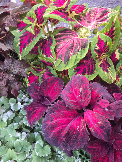 The image displays a close-up, top-down view of a vibrant assortment of potted plants. The primary subjects are coleus plants, distinguished by their boldly patterned leaves in shades of green, hot pink, and deep burgundy. Some coleus varieties exhibit a lime green border with a fuchsia and dark purple center, while others are a rich, velvety burgundy with intricate veining. Interspersed among the coleus are smaller plants with delicate, rounded green leaves edged in white, and tiny white flowers. The plants appear healthy and well-maintained, suggesting they are part of a garden, patio, or balcony setting. The background is a mottled, light gray texture, possibly a wall or pavement. The lighting is natural, creating subtle shadows and highlighting the varied textures of the foliage. The scene is static and focuses solely on the plant life.