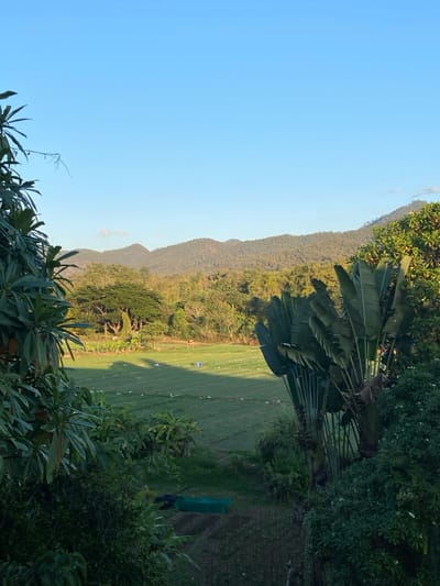 This image depicts a rural landscape near Pai, Thailand, under a clear, light blue sky. In the foreground, dense green foliage frames the scene, with large, fan-shaped palm leaves (likely *Ravenala madagascariensis*) prominent on the right. Below this foliage, a cultivated area of darker soil with some small structures covered by green netting or tarpaulin is visible.
The midground features an expansive, verdant field, possibly a rice paddy or other agricultural crop, characterized by distinct rows or linear patterns. Long shadows from unseen objects or distant trees stretch across this field. Scattered white objects, resembling small birds or ground coverings, are sparsely distributed across the green expanse. A single blue object, possibly a tarp or container, is located within the field towards the left-center.
In the background, a dense line of trees forms a natural boundary, beyond which lie rolling, tree-covered mountains that extend across the horizon. A faint wisp of white cloud is visible in the sky above the mountains on the left. The scene is bathed in warm, natural light, suggesting either morning or late afternoon. No individuals are discernible within the frame.