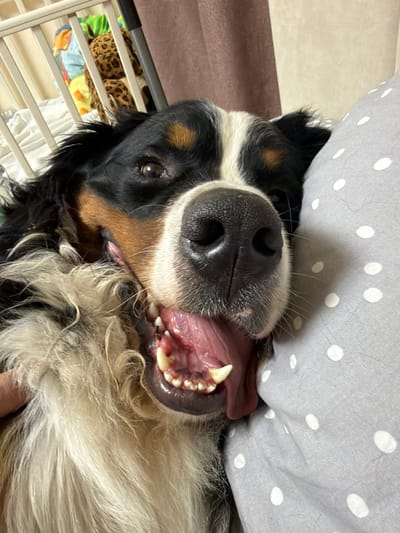 The image shows a close-up of a Bernese Mountain Dog lying on its back, with its mouth open in a seemingly happy or panting expression. The dog's snout, with its dark nose and visible teeth and tongue, is the central focus. Its tri-colored fur, black, white, and tan, is visible around its face and chest. The dog is positioned near a grey pillow with white polka dots and appears to be indoors. To the left, there is a glimpse of a white crib or playpen with colorful blankets and what looks like a stuffed animal with a leopard print. The background includes a wall with brown and beige tones. The lighting suggests it is daytime. No text is visible in the image. The overall impression is one of a playful or relaxed pet at home in Nakhabino, Russia.